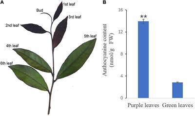 An Integrated Metabolome and Transcriptome Analysis Reveal the Regulation Mechanisms of Flavonoid Biosynthesis in a Purple Tea Plant Cultivar